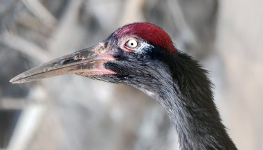 Profil sahibi yetişkin sandhill crane