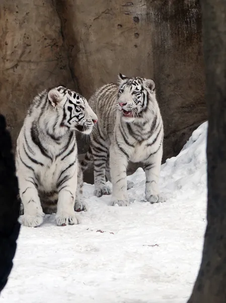 Białe tygrysy — Zdjęcie stockowe