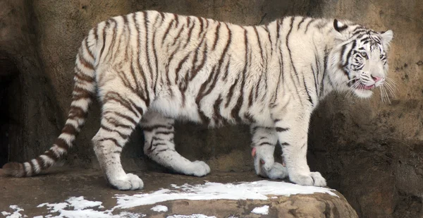 Weißer Tiger — Stockfoto