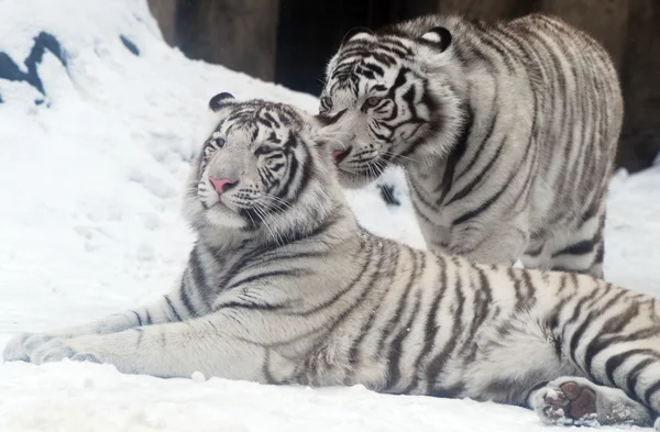 Białe tygrysy — Zdjęcie stockowe