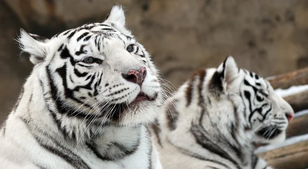 Белые тигры — стоковое фото
