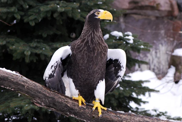 Portrait of Eagle — Stock Photo, Image