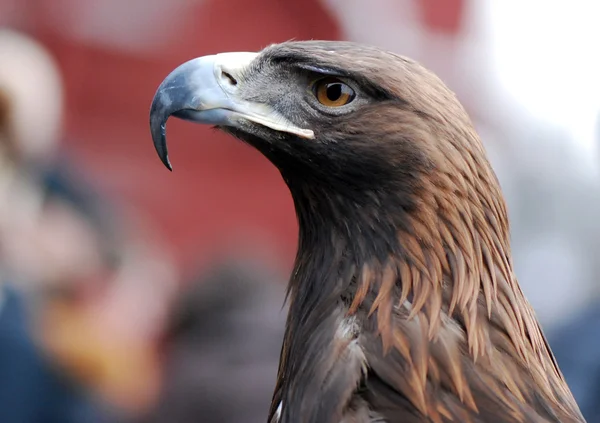 Portrait of a eagle — Stock Photo, Image