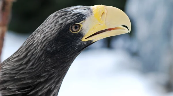 Portrait of a eagle — Stock Photo, Image