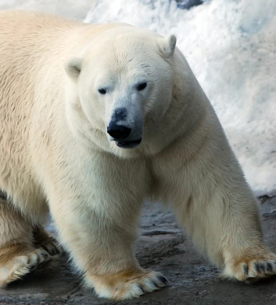 Urso polar — Fotografia de Stock