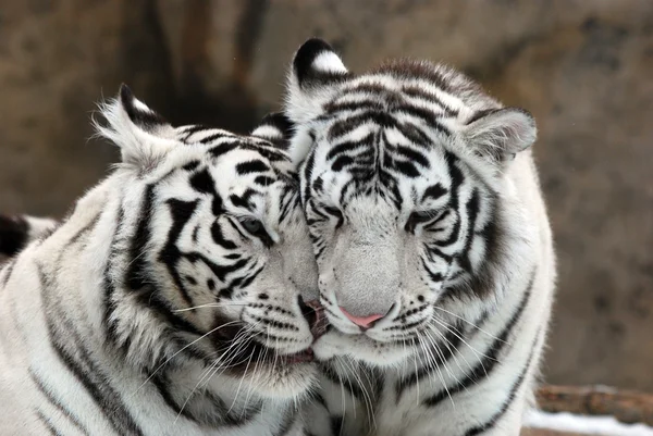 Fehér tigrisek — Stock Fotó