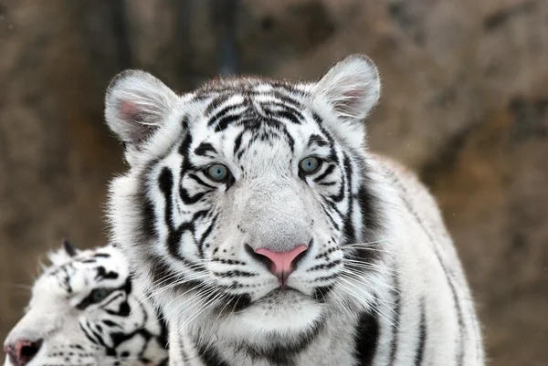 Witte tijger — Stockfoto