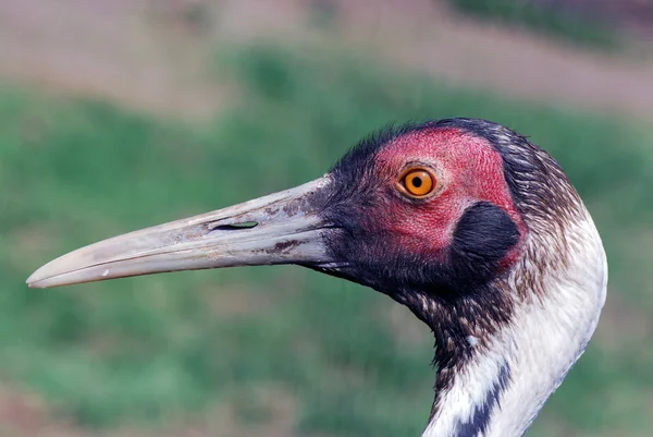 Profilo di adult sandhill crane — Foto Stock