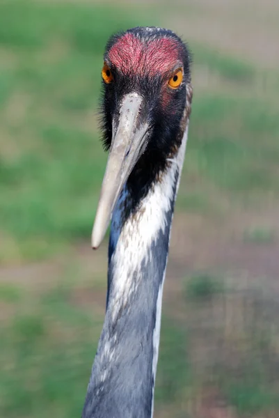 Profile of adult sandhill crane — Stock fotografie