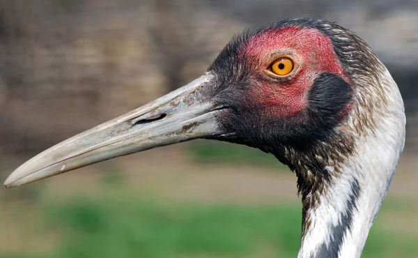 Profile of adult sandhill crane — Stockfoto