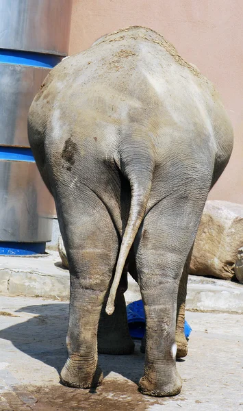 stock image An elephant's back side close up