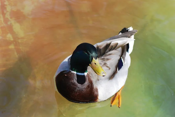 Canard colvert femelle sur le lac — Photo