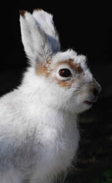 Profil seekor kelinci — Stok Foto