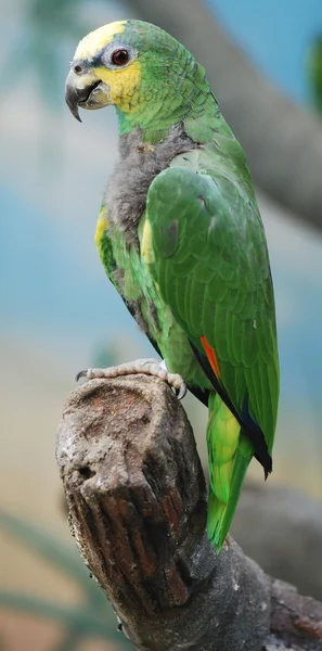 stock image Parrot