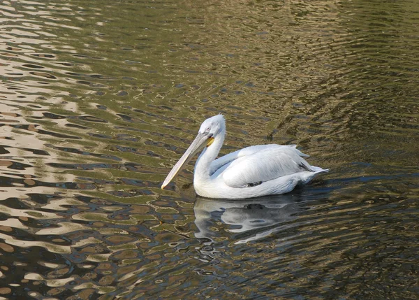 Pelikan i vann – stockfoto