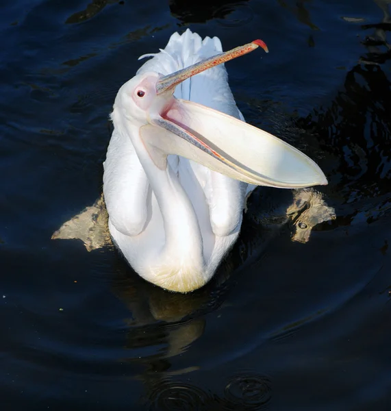 Pelikan i vatten — Stockfoto