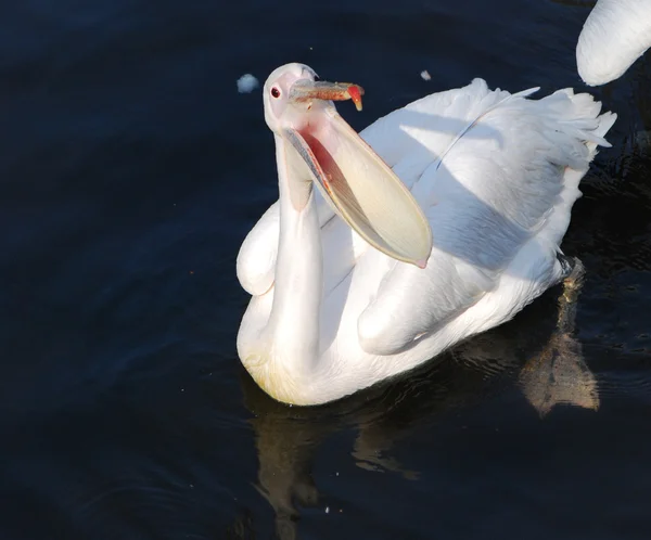 Pelican in acqua — Foto Stock