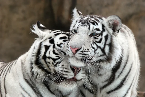 Tigres blancos Imagen de stock