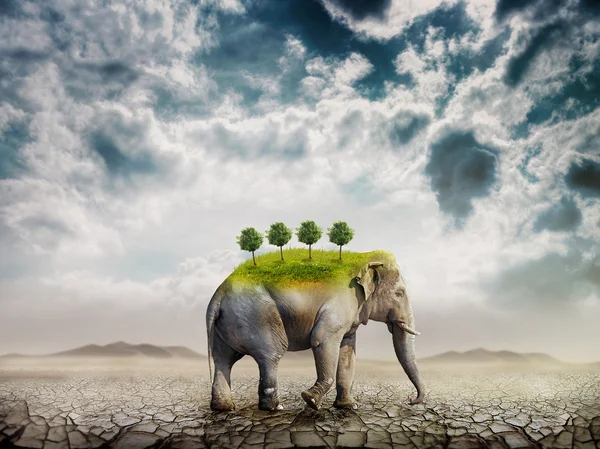 Elefant i öknen — Stockfoto