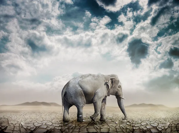 Слон в пустыне Лицензионные Стоковые Изображения