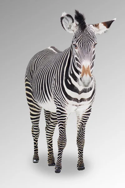 Zebra di depan latar belakang abu-abu — Stok Foto