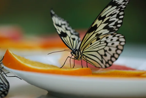 Bella farfalla esotica — Foto Stock