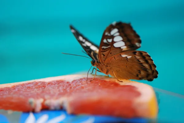 Vackra exotiska fjäril — Stockfoto