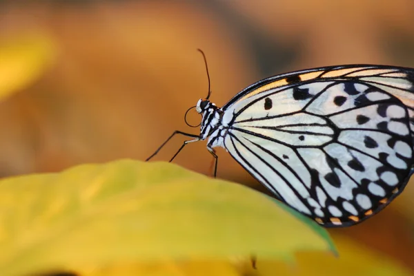 Gyönyörű egzotikus pillangó — Stock Fotó