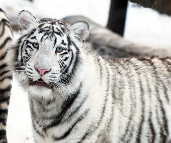 Tigru alb — Fotografie, imagine de stoc