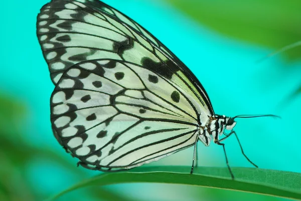 Schöner exotischer Schmetterling — Stockfoto