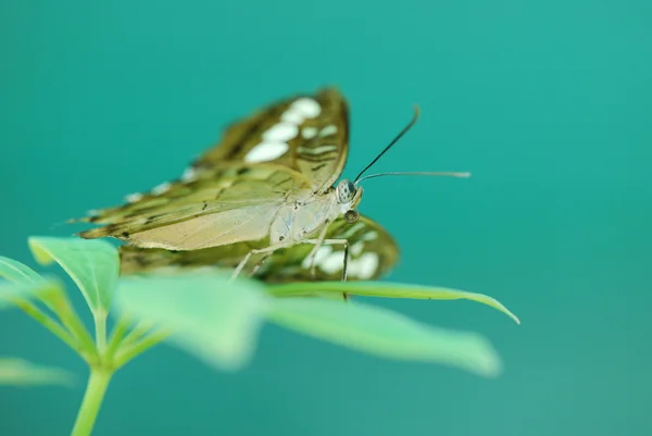 Piękny egzotyczny motyl — Zdjęcie stockowe
