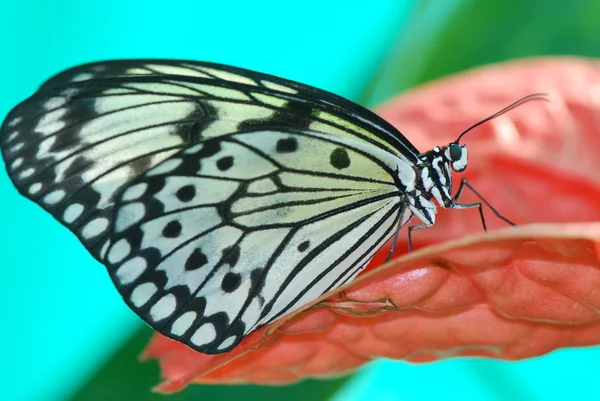 Gyönyörű egzotikus pillangó — Stock Fotó