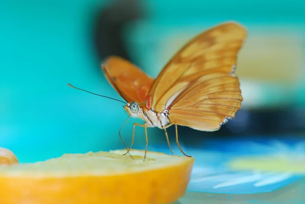 Όμορφα εξωτικά πεταλούδα — Φωτογραφία Αρχείου