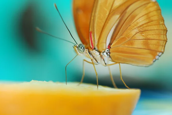 Piękny egzotyczny motyl — Zdjęcie stockowe