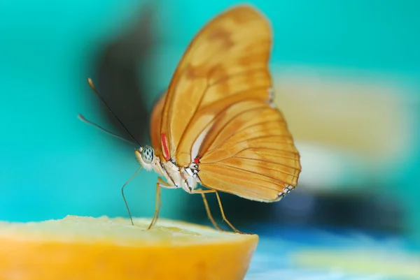 Beau papillon exotique — Photo