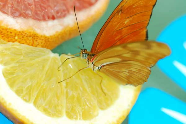 美しいエキゾチックな蝶 — ストック写真