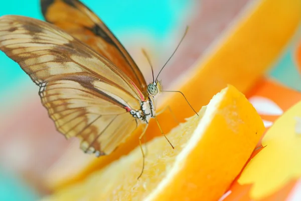 Beautiful exotic butterfly — Stock Photo, Image