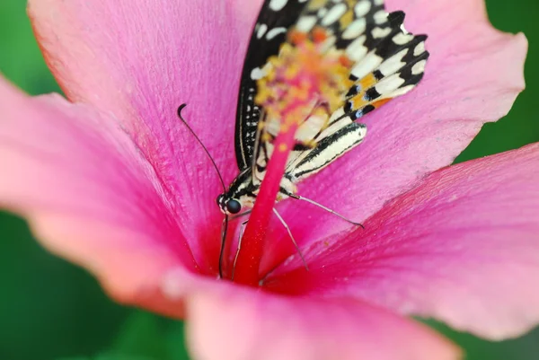 Güzel egzotik kelebek — Stok fotoğraf