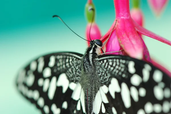 Красивая экзотическая бабочка — стоковое фото