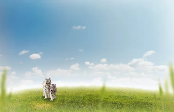草原の上の 2 つの白いトラ — ストック写真