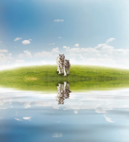 Two white tigers on the meadow — Stock Photo, Image
