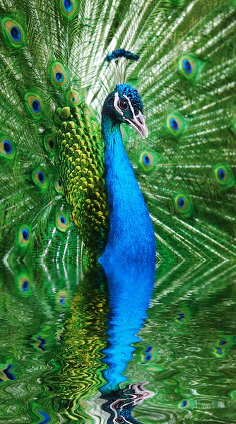 Peacock påfågel med sin svans fjädrar — Stockfoto