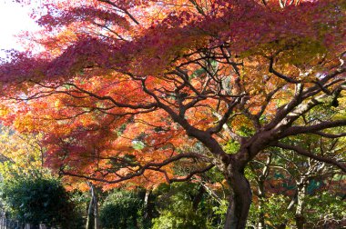 sonbahar renkleri Kyoto, Japonya