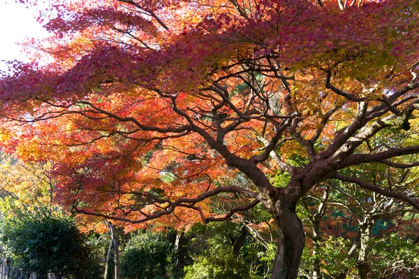 stock image Autumn colors in Kyoto, Japan