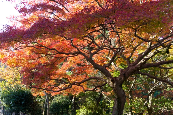 Autumn colors in Kyoto, Japan Stock Photo