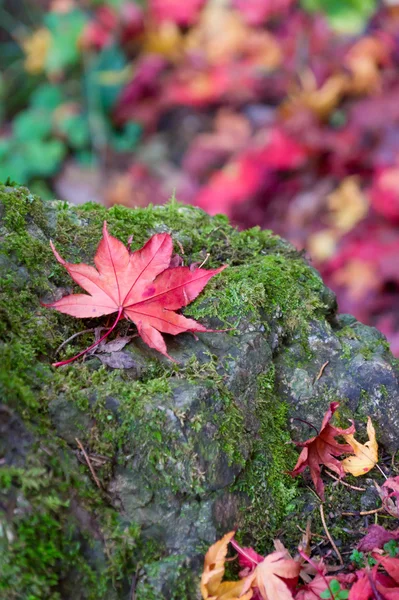 Herbstfarben in Kyoto, Japan Stockbild