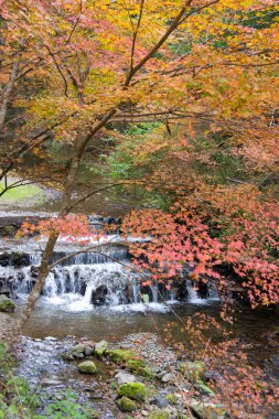 güzel nehir kyoto, Japonya