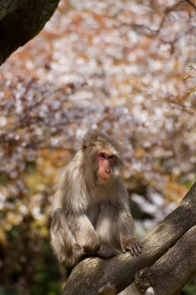 Japanese macaque in spring — Stock Photo, Image