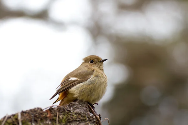 Mujer Daurian Redstart en Kyoto Japón . — Foto de Stock