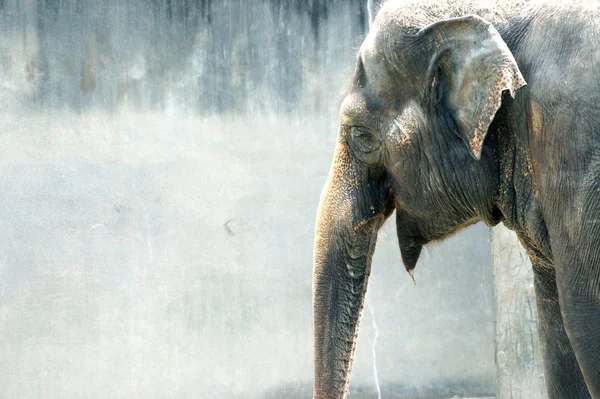 Sör és hop kúpmosoly-régi ázsiai elefánt Stock Fotó